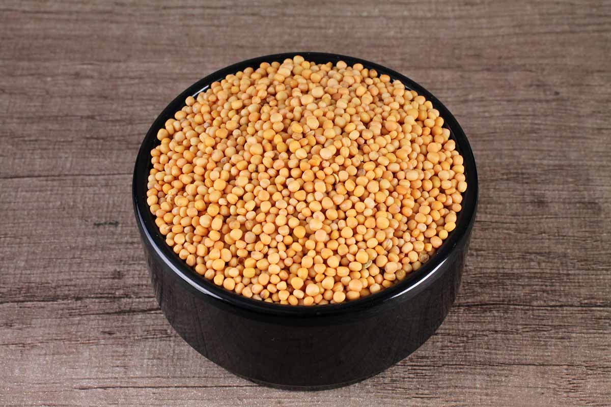 YELLOW MUSTARD SEEDS/RAI/SARSON 100 GM